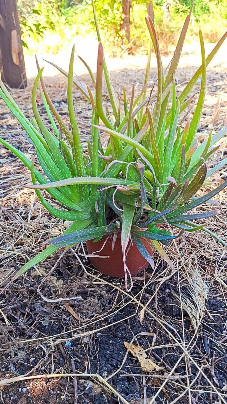 Aloe Vera