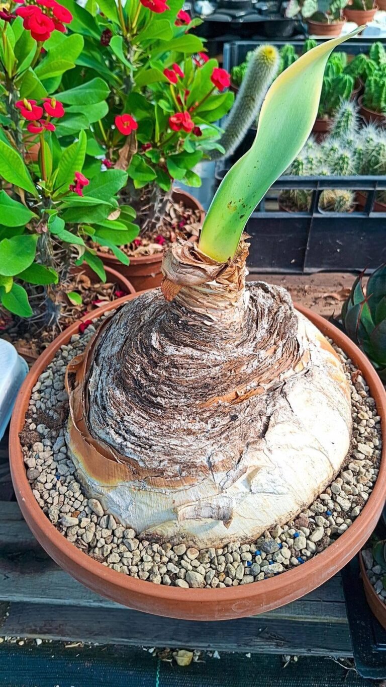 Siracactus-succulente-Caudex-Boophone-haemanthoides.jpg