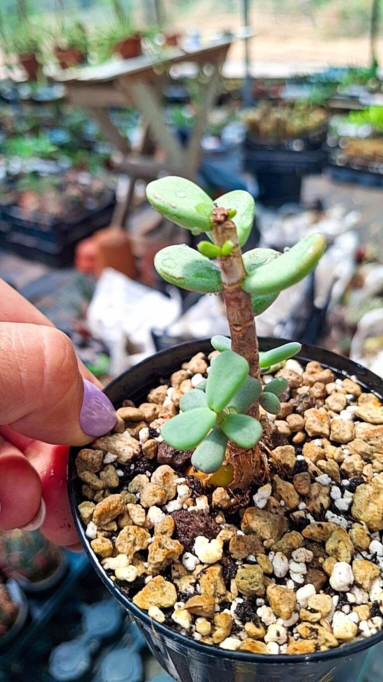 Ceraria Pygmaea