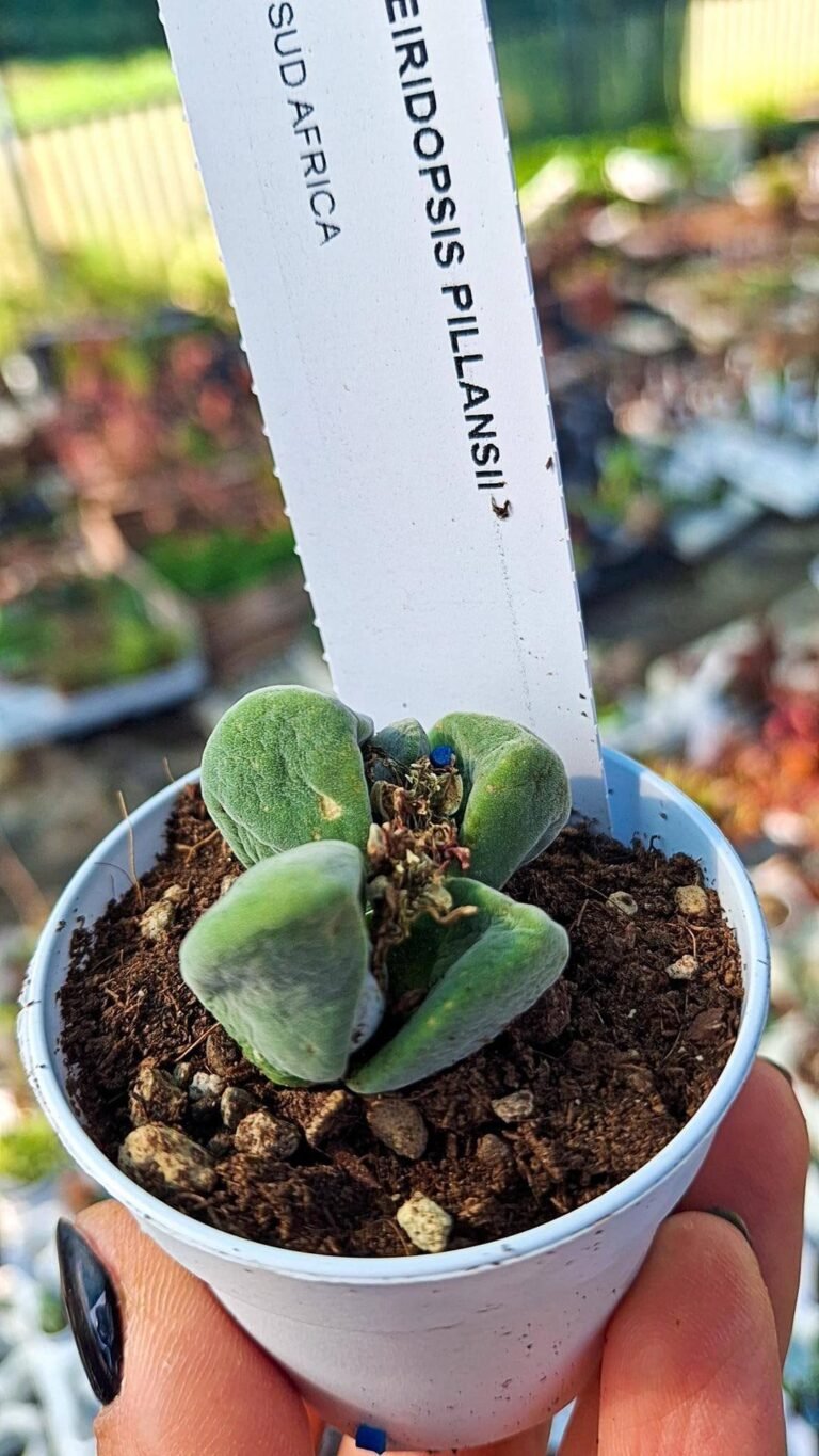 Siracactus-succulente-Cheiridopsis-pillansii.jpg