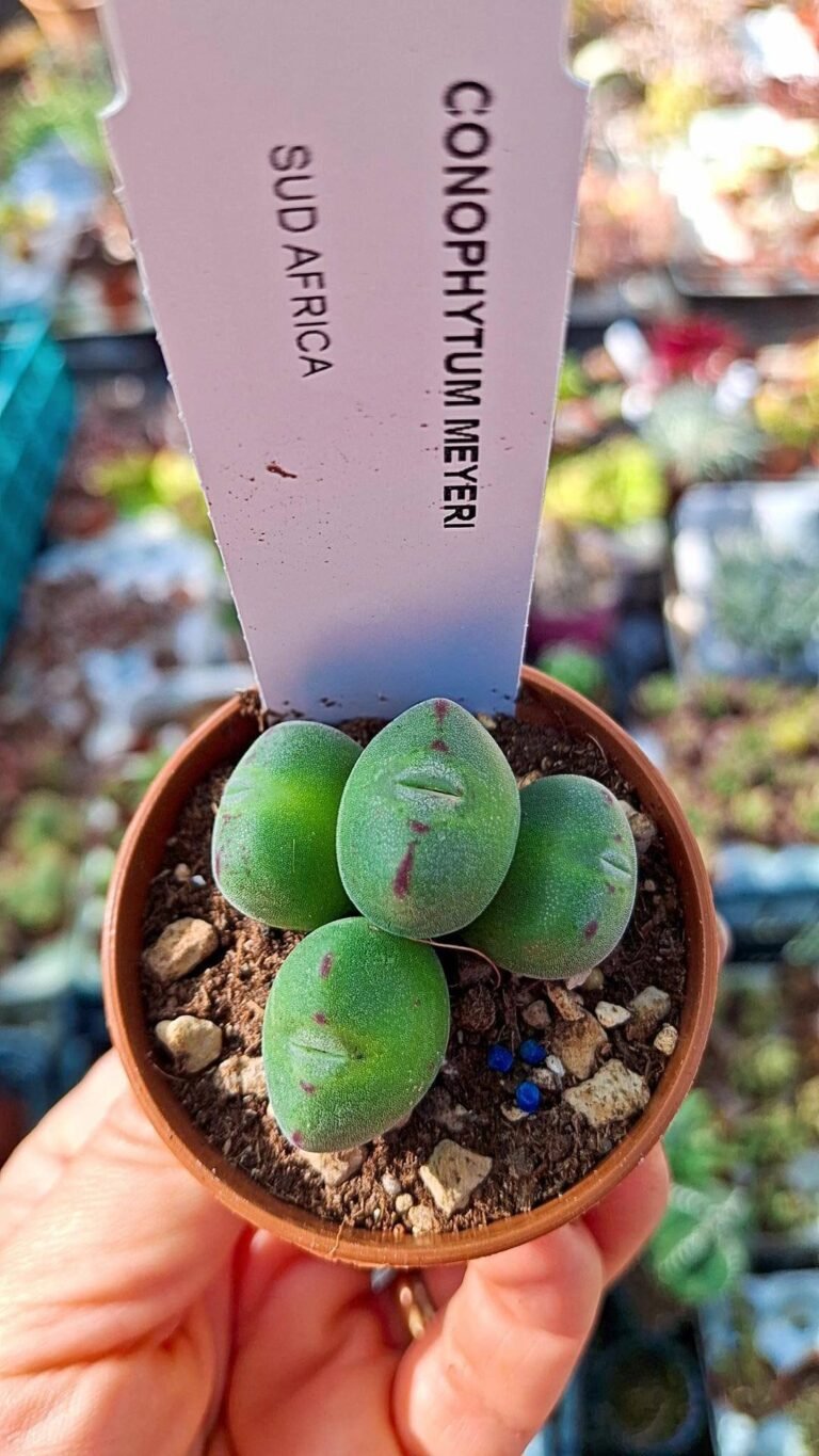 Siracactus-succulente-Conophytum-meyeri-1.jpg