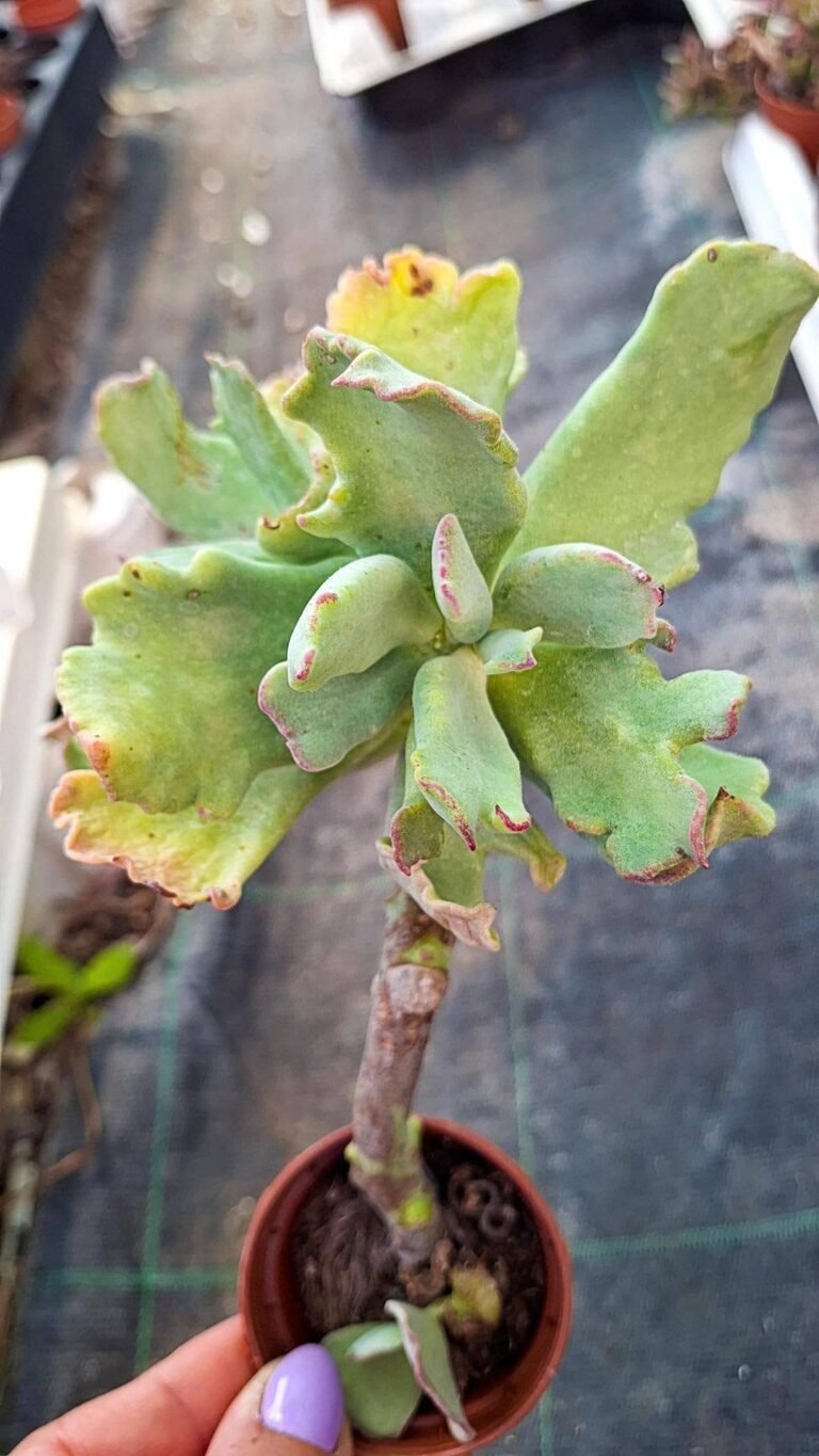 Crassula Coral