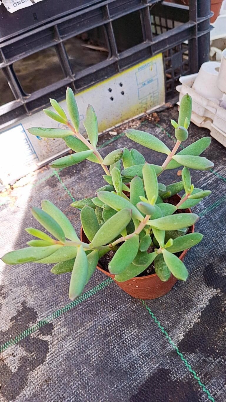 Cotyledon sp