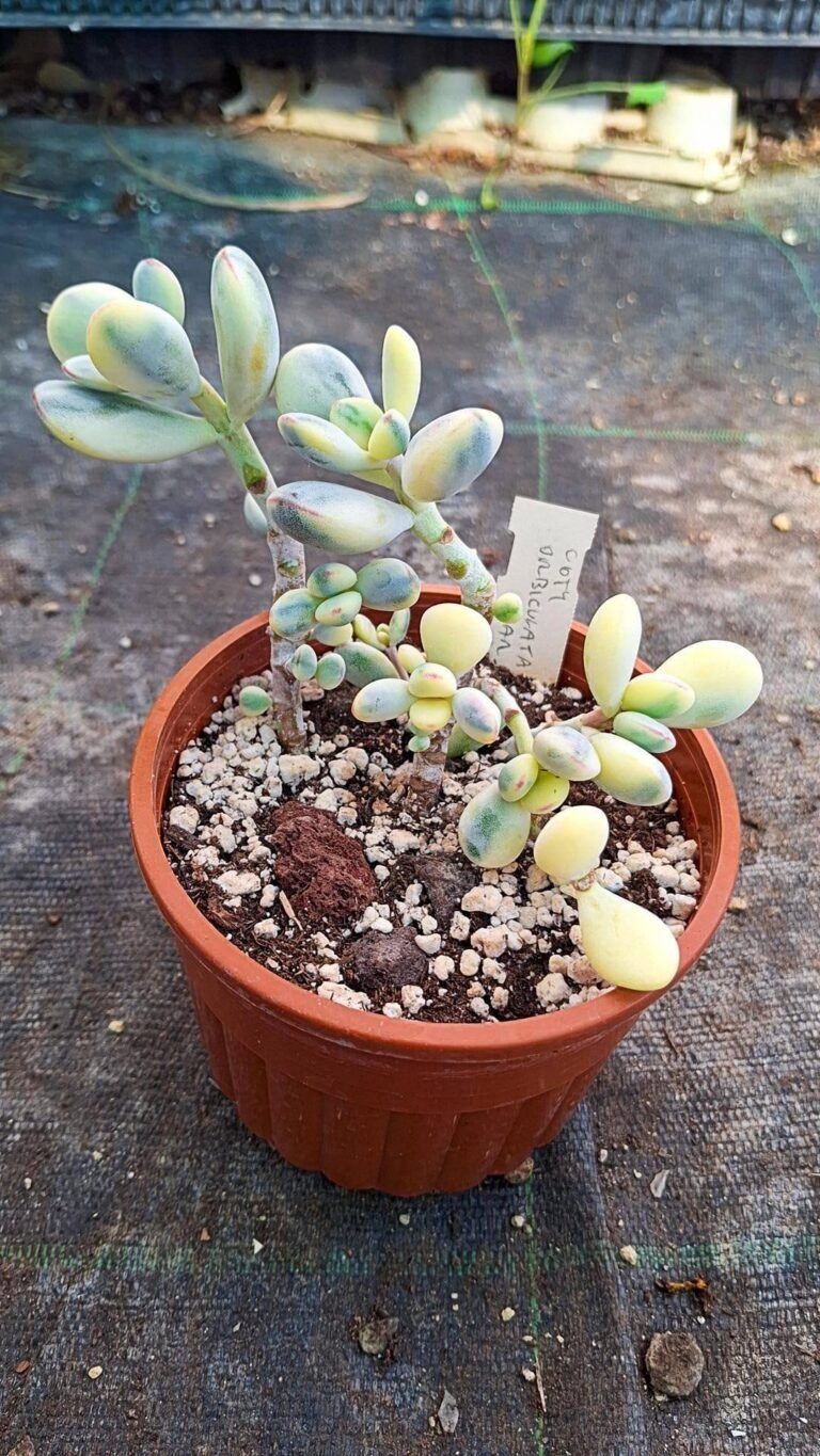 Cotyledon orbiculata cv Oophylla Variegata