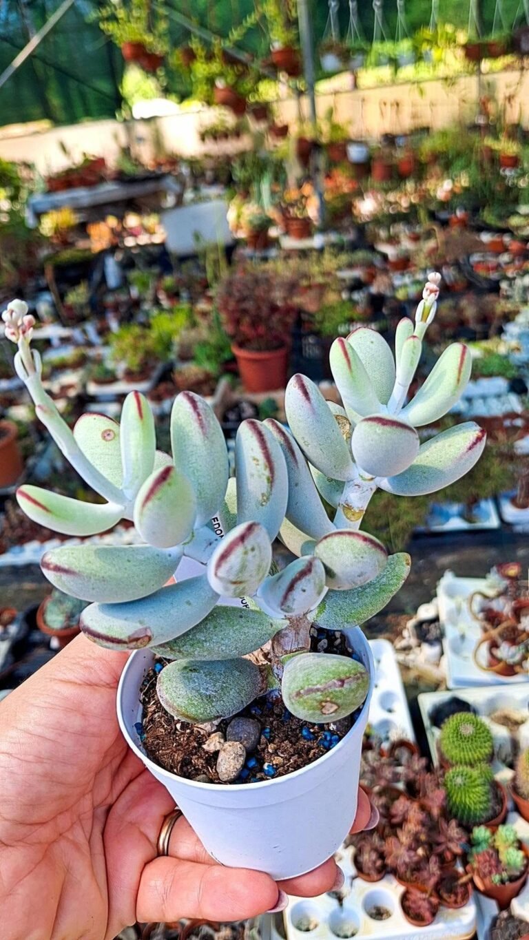 Cotyledon Orbiculata Oophylla