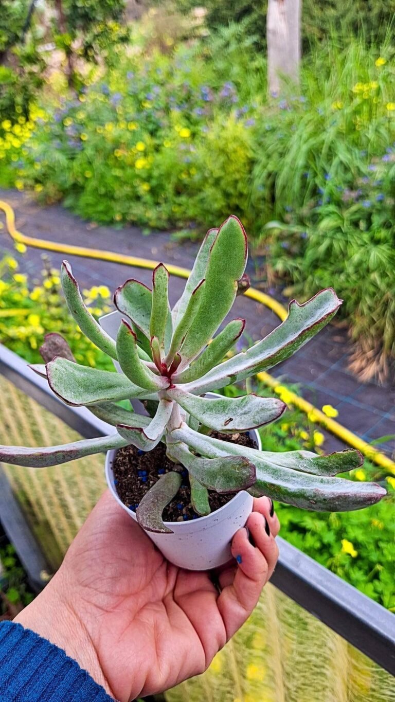 Siracactus-succulente-Cotyledon-orbiculata-v-oblonga.jpg