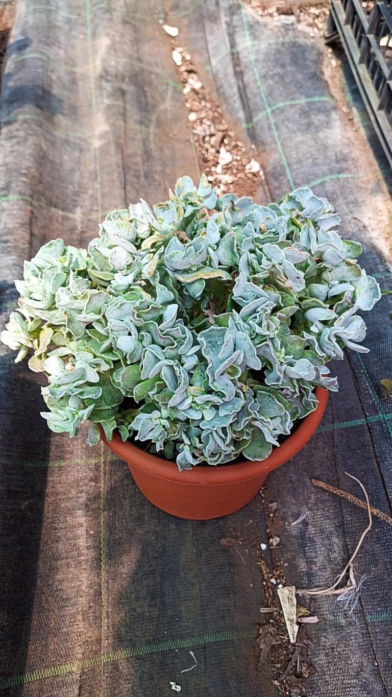 Cotyledon undulatum f. Mostruosa
