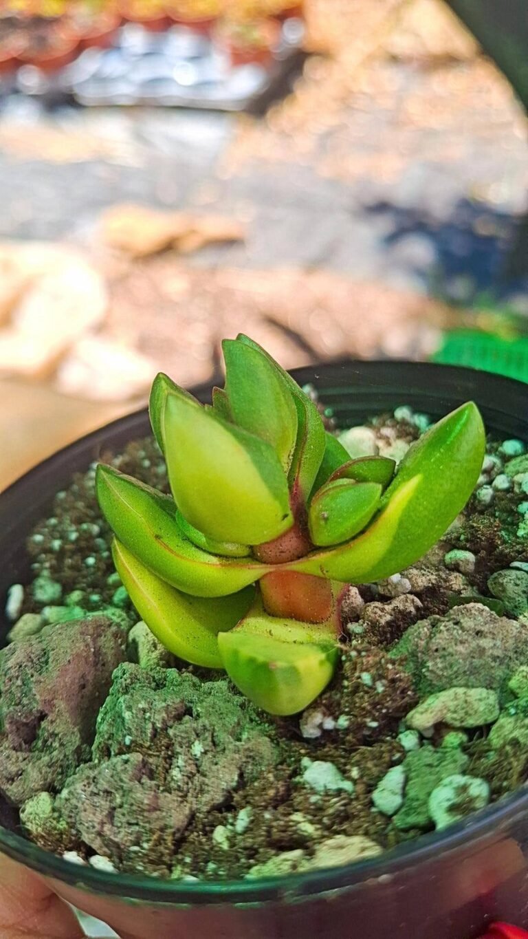 Crassula Benjamin Variegata