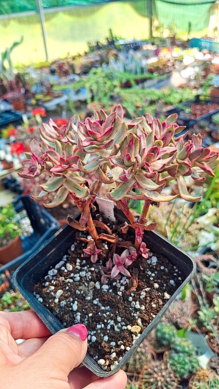 Siracactus-succulente-Crassula-Candy-cane-Cluster-Variegata-korean.jpg