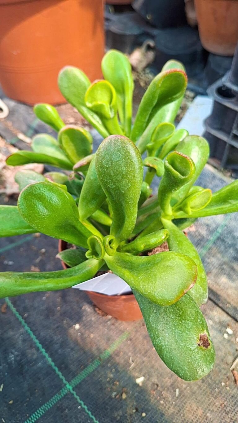 Crassula Hobbit