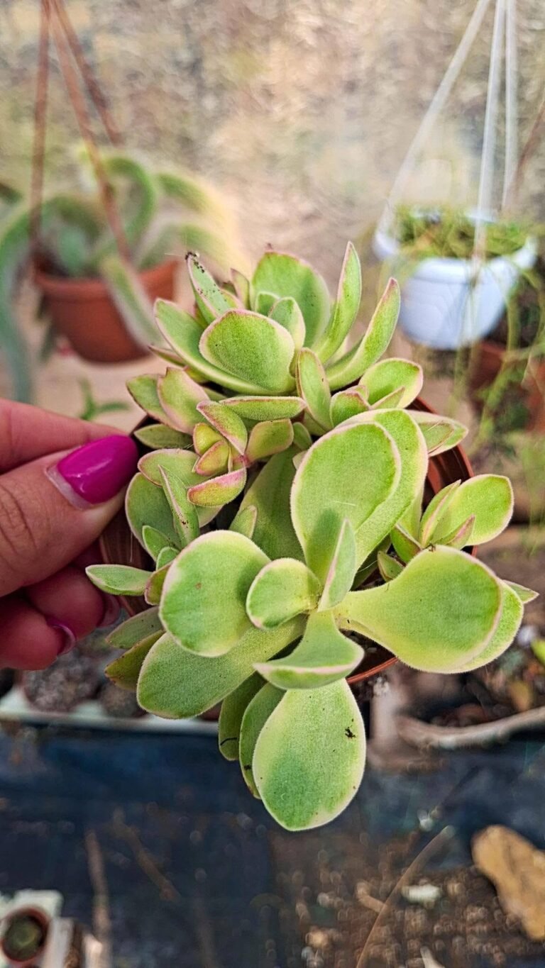 Crassula Money Maker Variegata