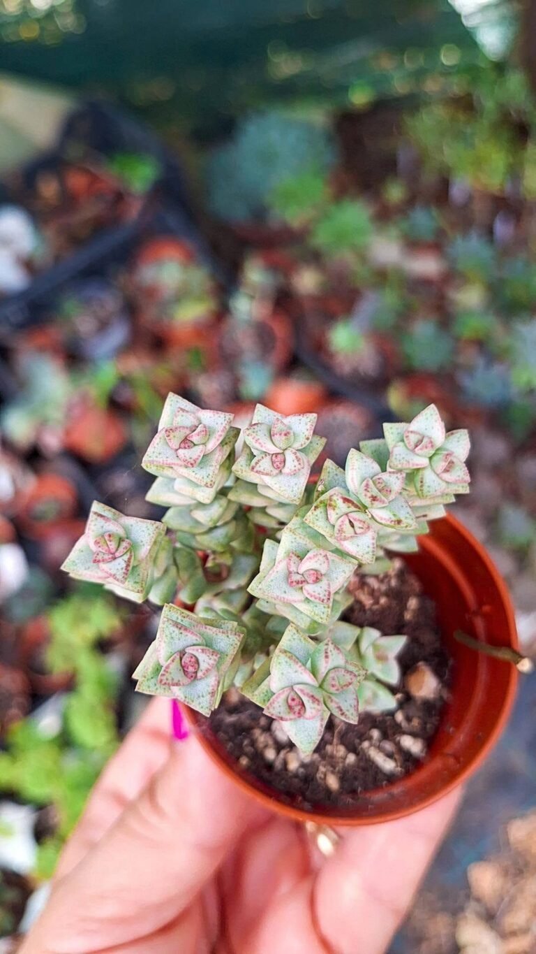 Crassula Pastel Variegated Tom Thumb