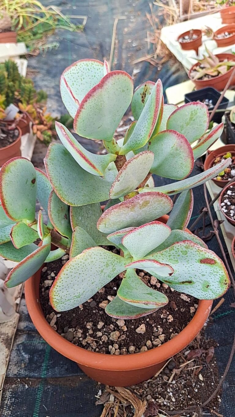 Crassula Arborescens v. Silver Jade