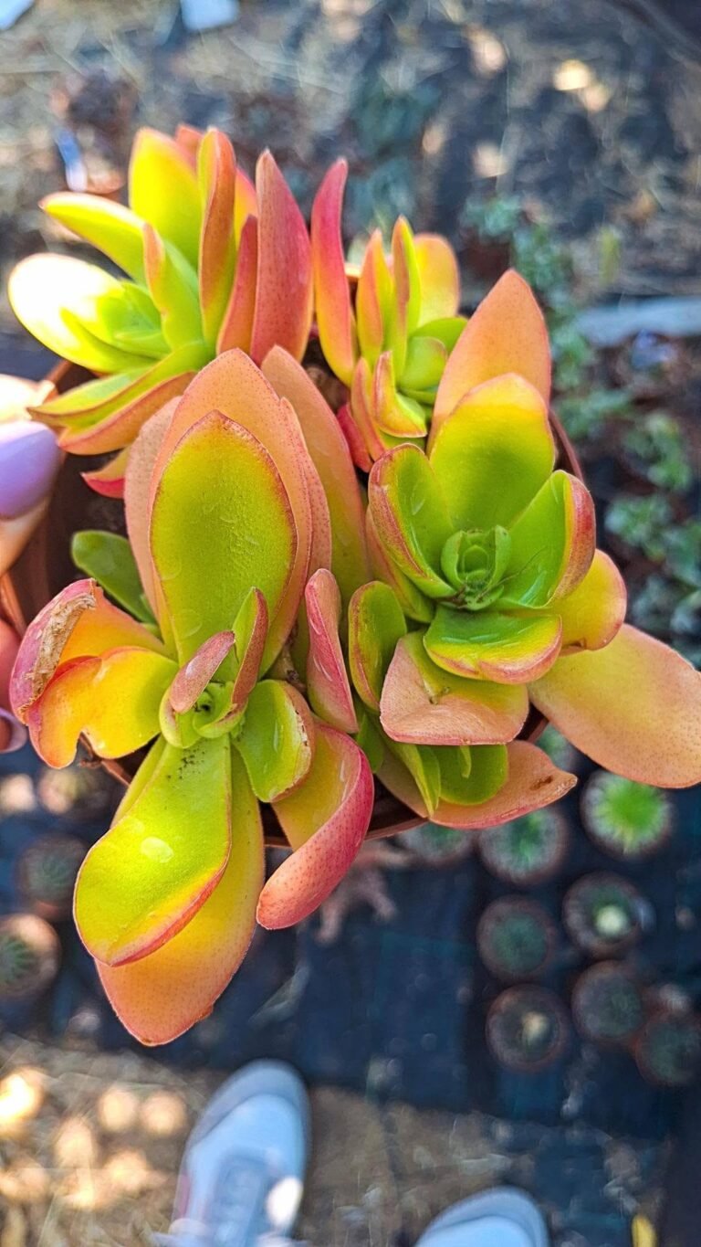 Crassula Capitella CampFire