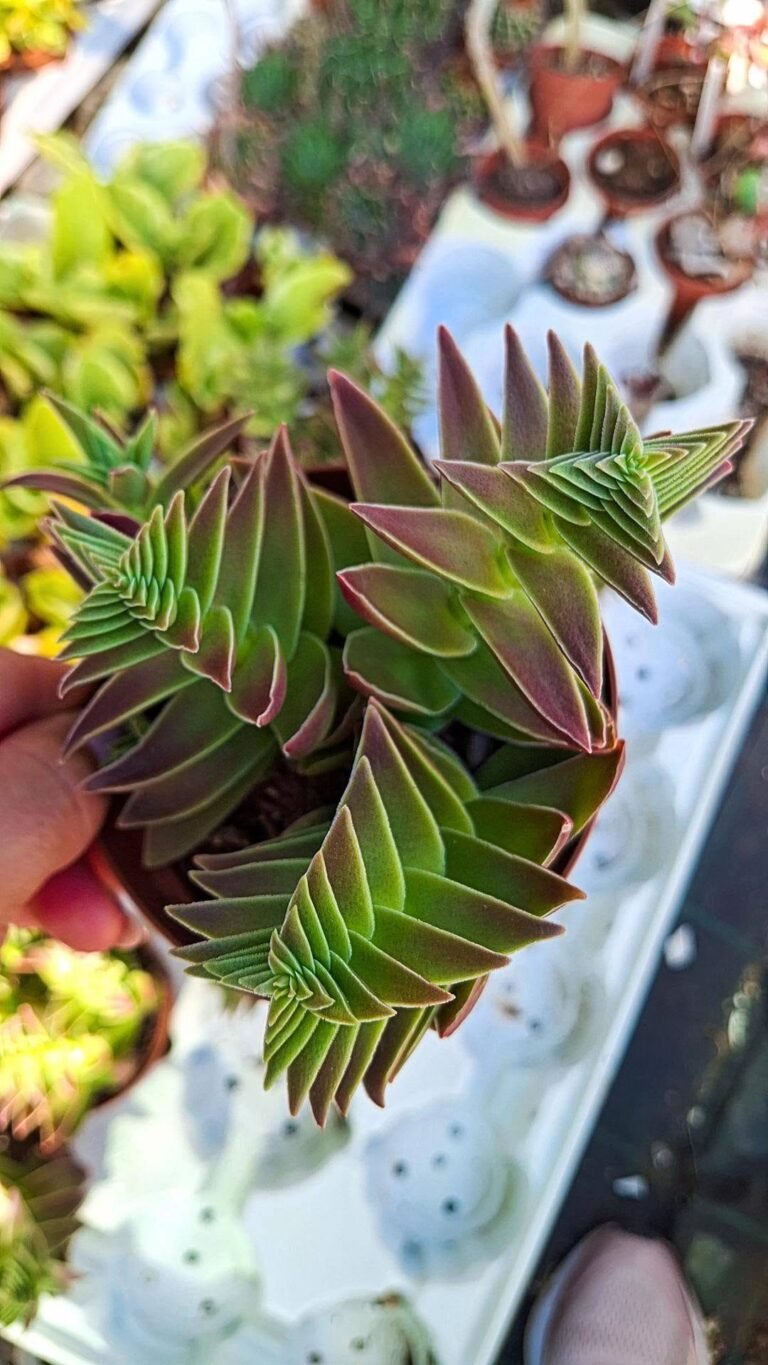Crassula capitella star