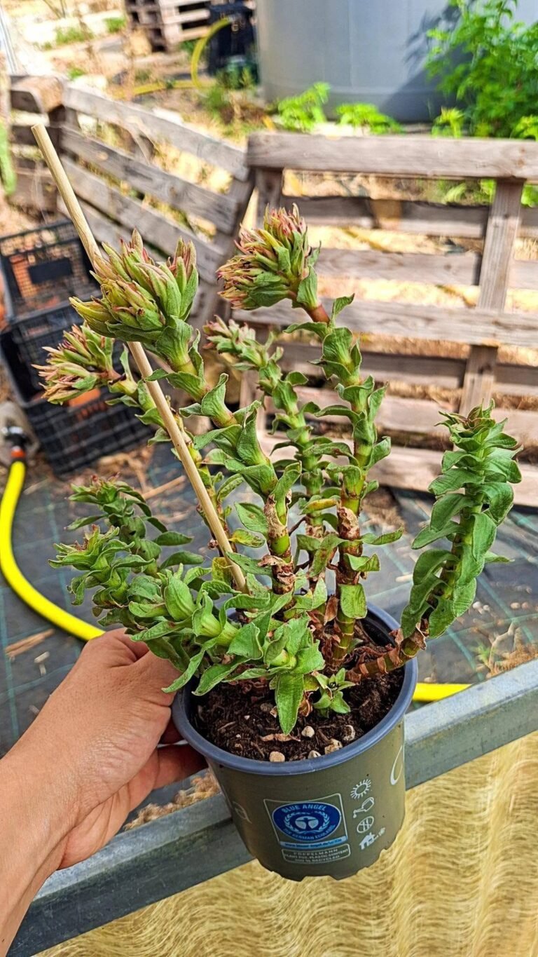Crassula coccinea