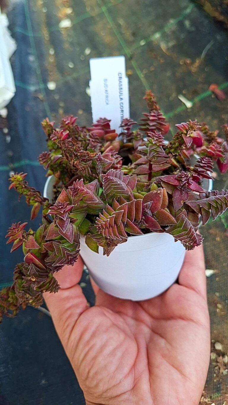 Crassula corymbulosa