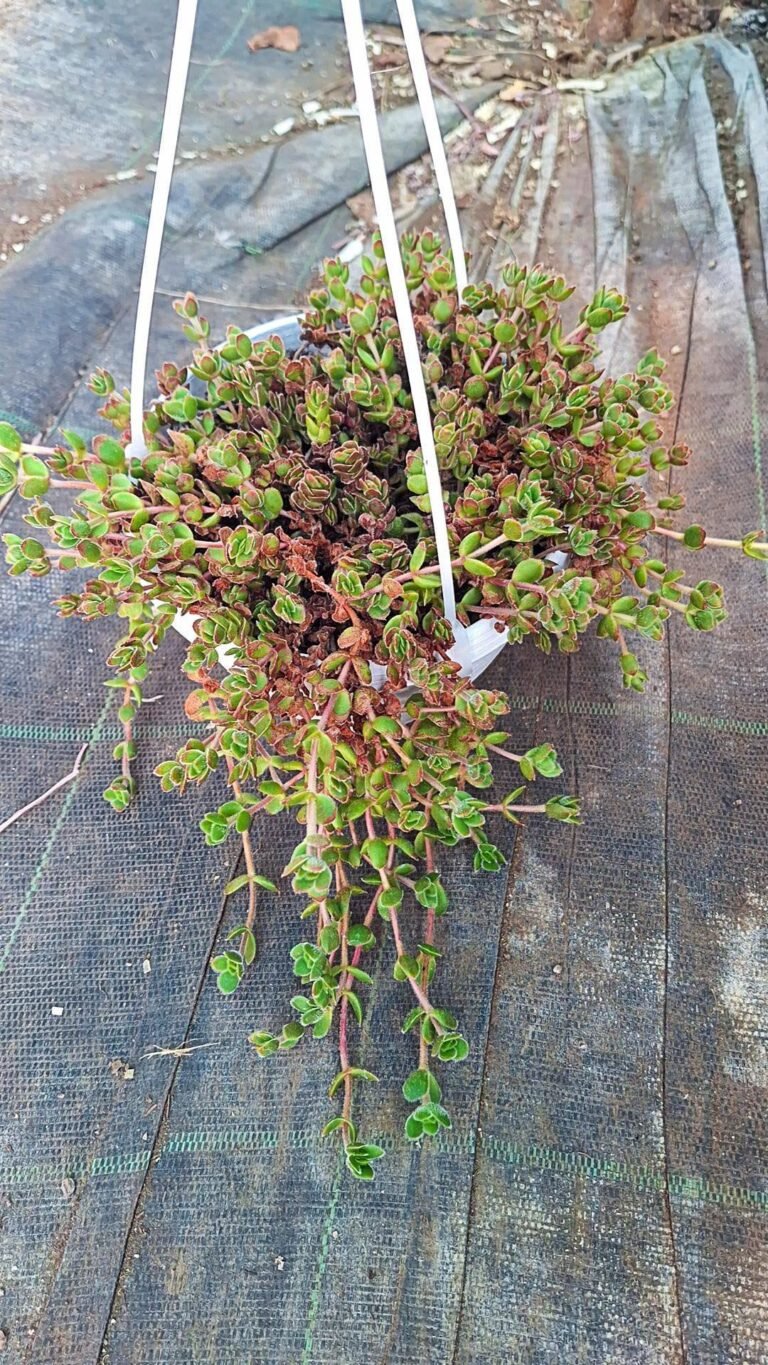 Crassula david Red