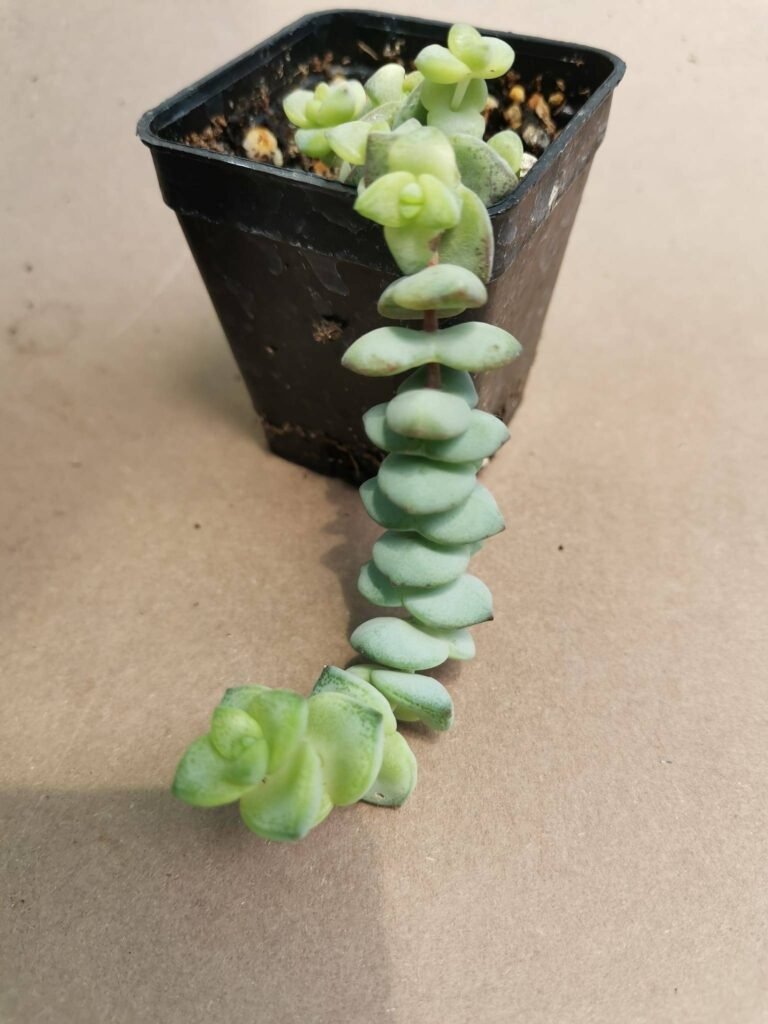 Crassula Fantasy Variegata