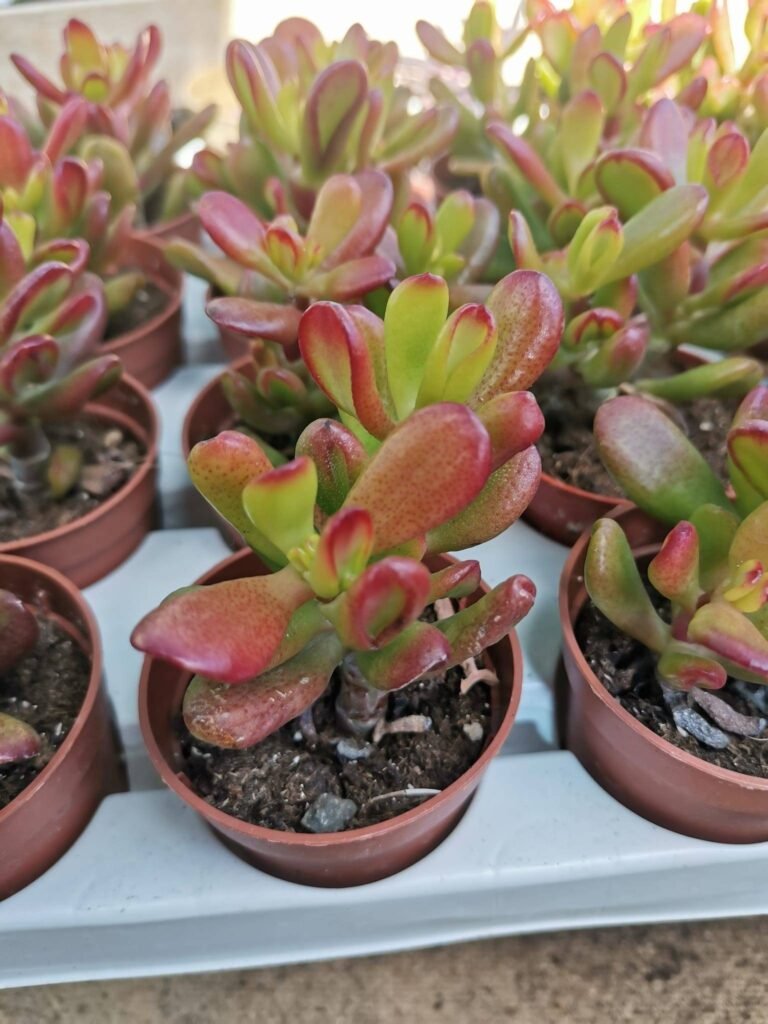 Crassula Gollum cv Hobbit f. Mostruosa