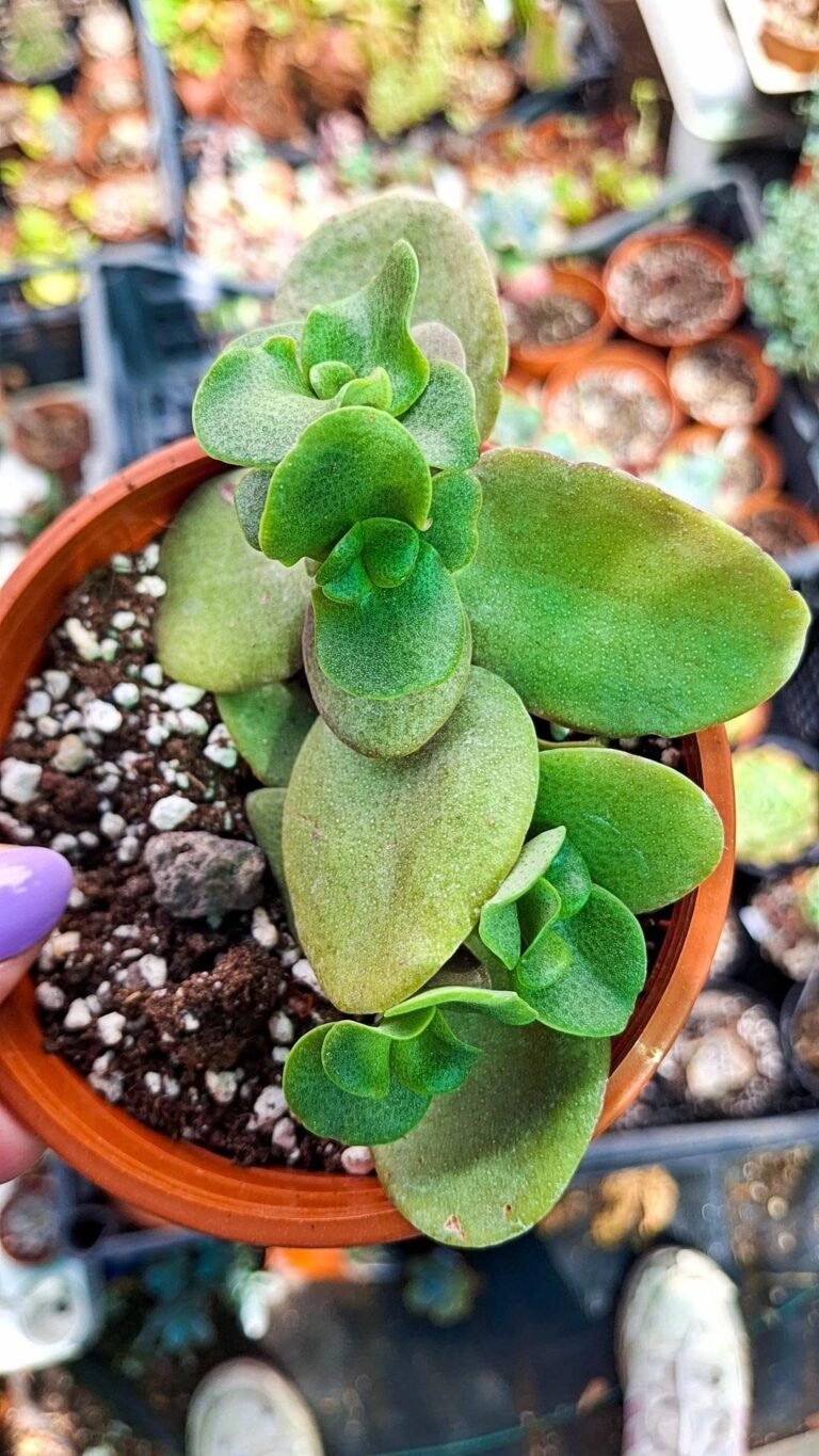Crassula Multicava