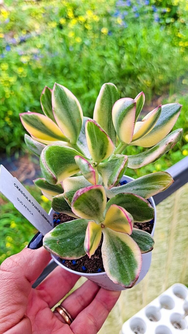 Siracactus-succulente-Crassula-obliqua-Variegata.jpg