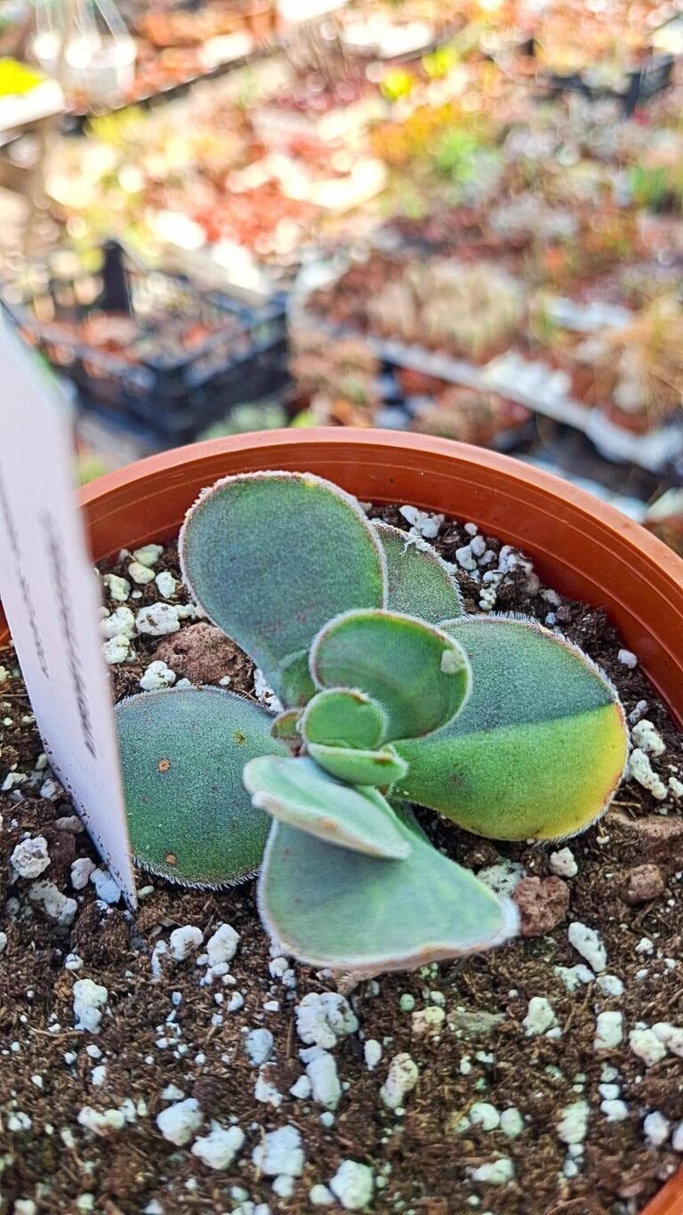 Siracactus-succulente-Crassula-obvallata-Variegata-korean.jpg