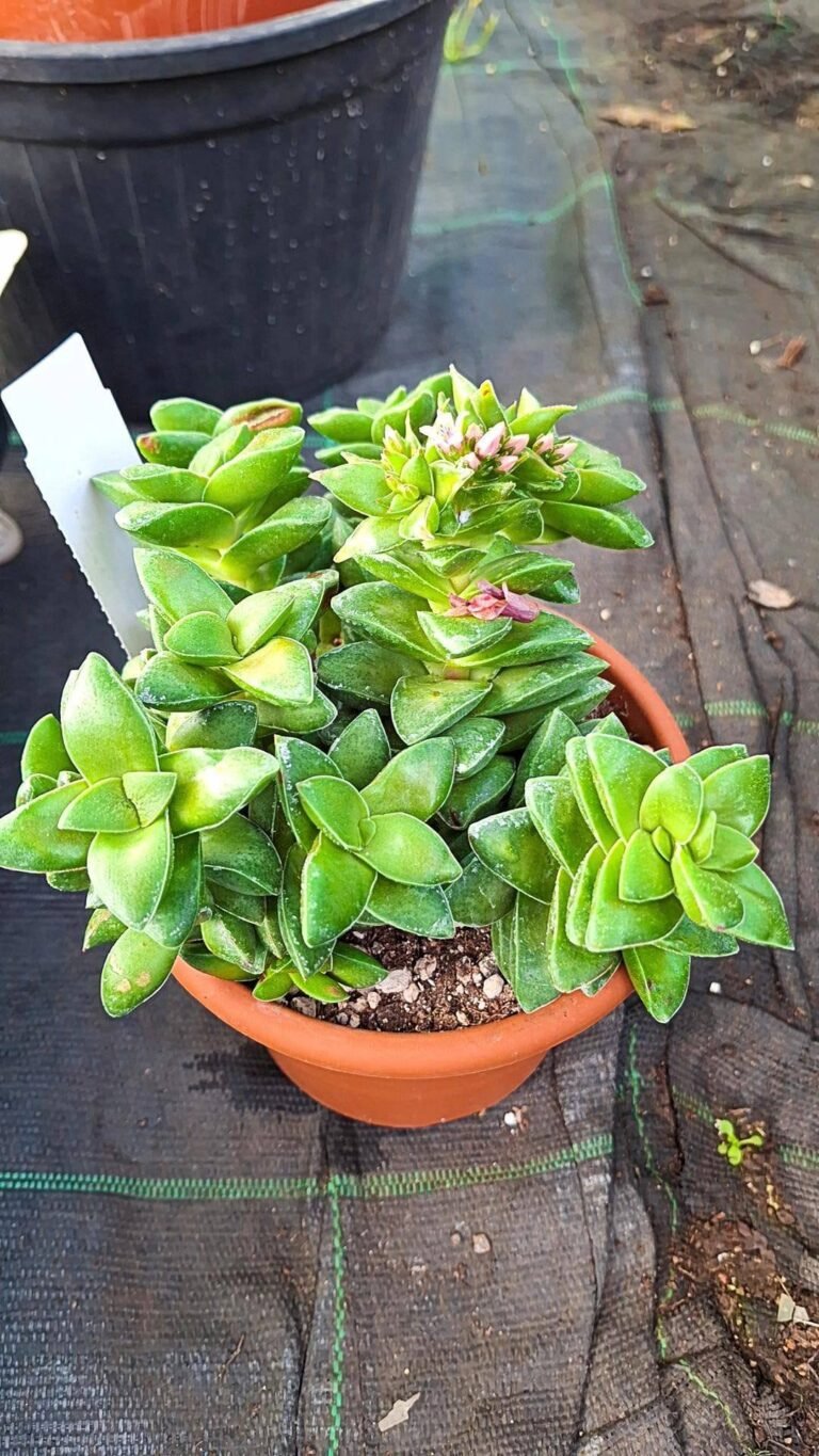 Crassula Springtime