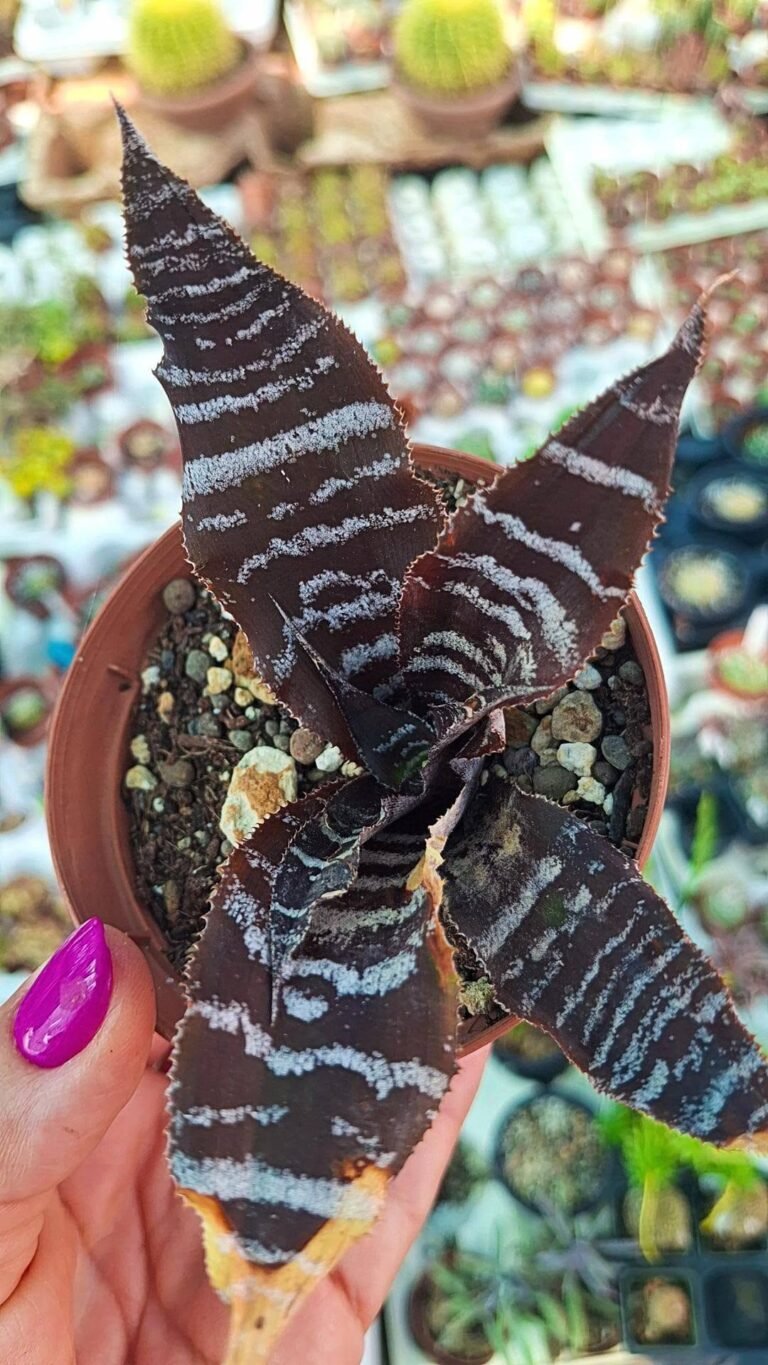Cryptanthus Zonatus cv zebra star