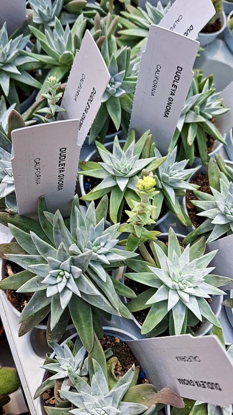 Dudleya Gnoma