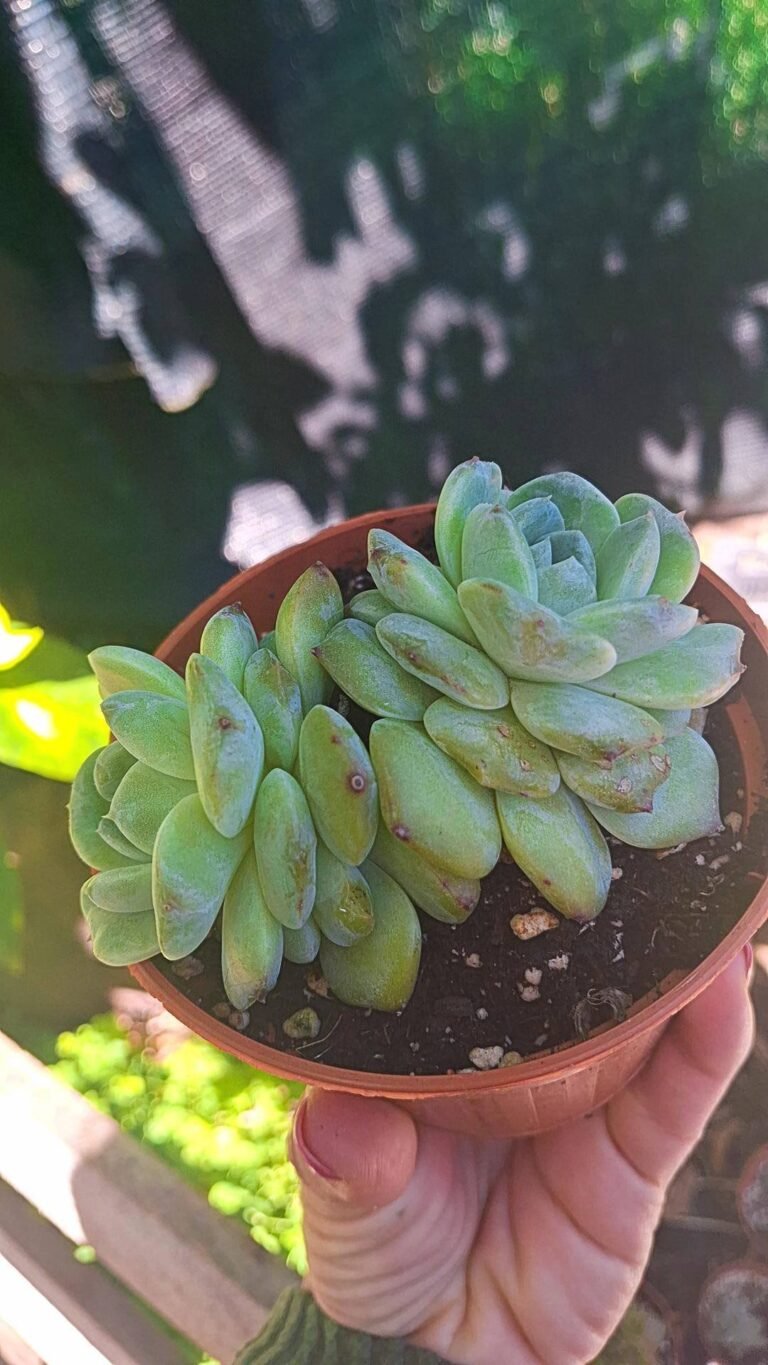 Siracactus-succulente-Echeveria-A-one-korean.jpg