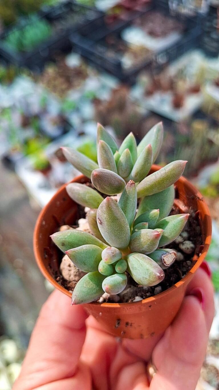Echeveria Angel Fingers Korean