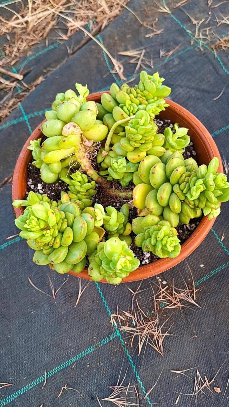 Echeveria Apple blossom cluster korean