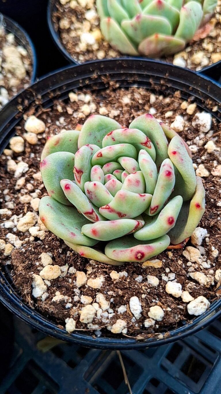 Echeveria Ariel