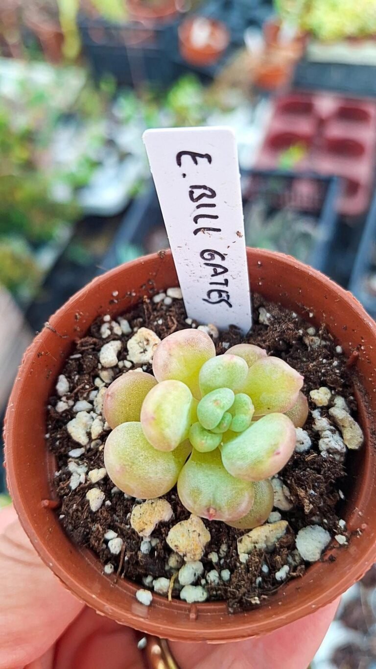 Echeveria Bill Gates