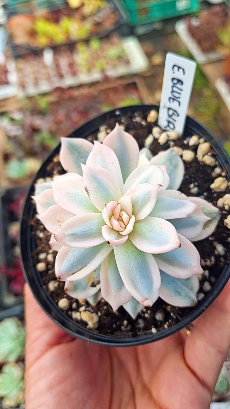 Echeveria Blue Bird variegata korean
