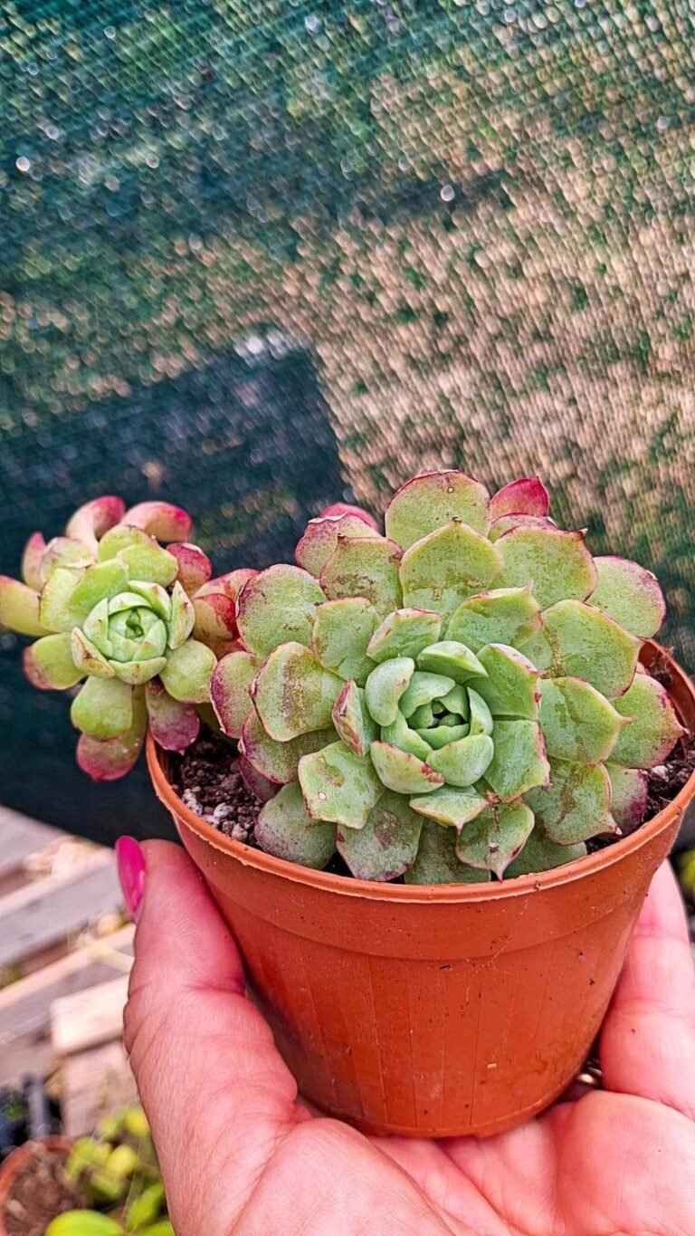 Siracactus-succulente-Echeveria-Charles-rose-korean-1.jpg