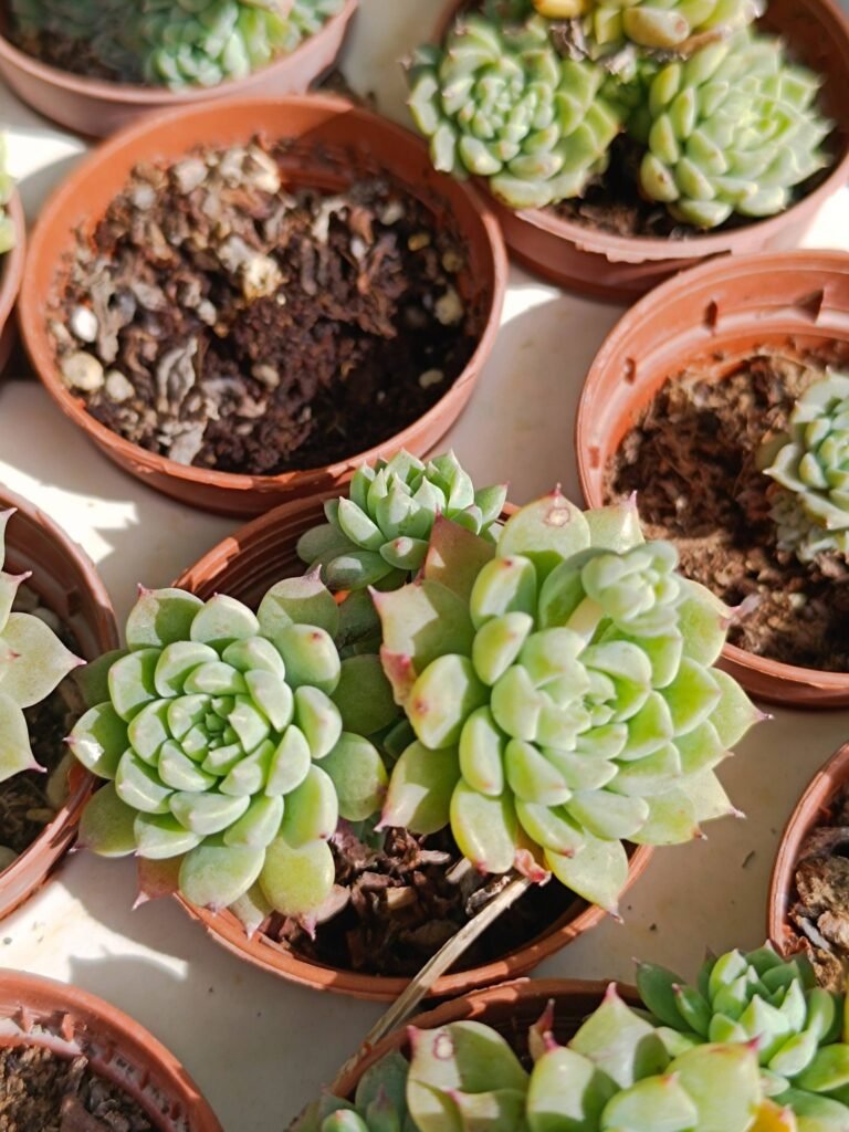 Siracactus-succulente-Echeveria-ChrissynRyan.jpg