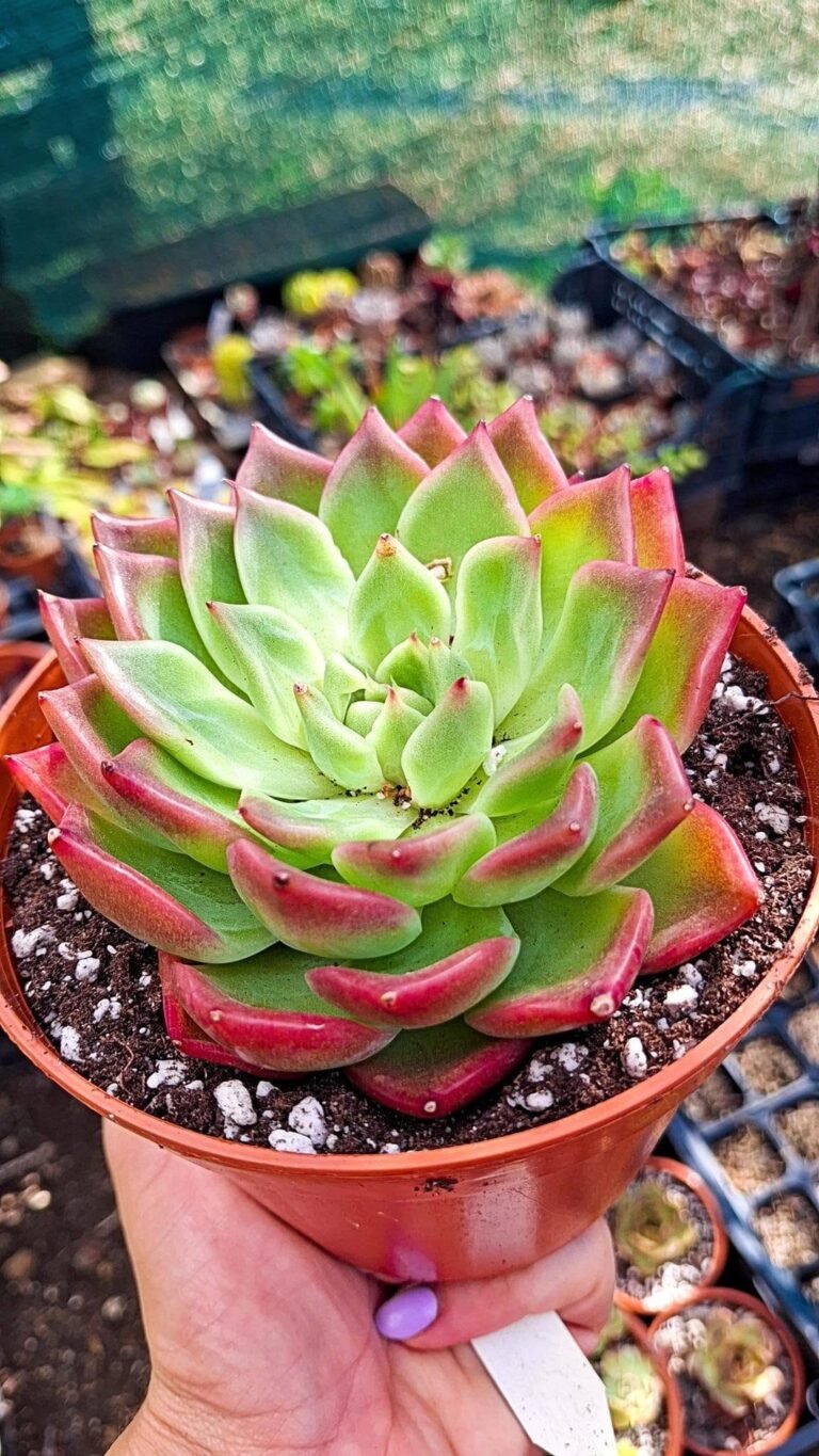 Echeveria Clark korean