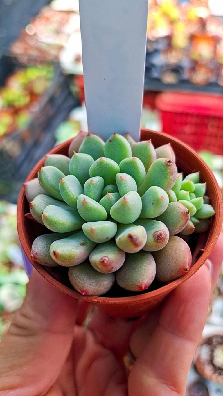 Echeveria Daphne