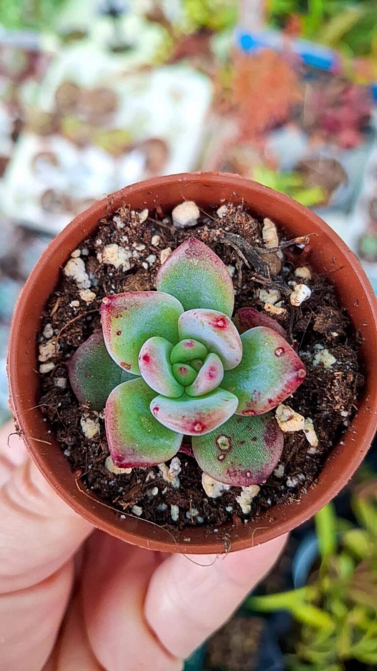 Siracactus-succulente-Echeveria-Daredevil.jpg