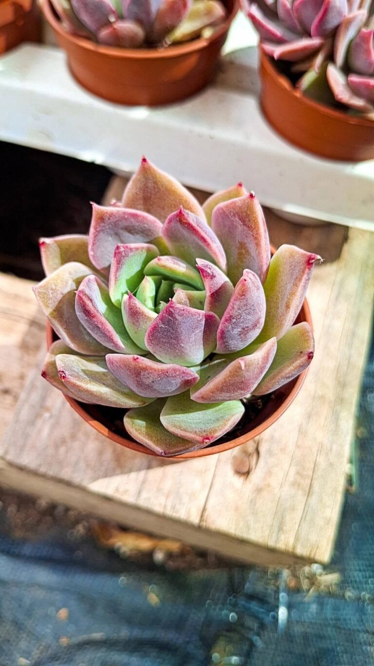 Echeveria Dior