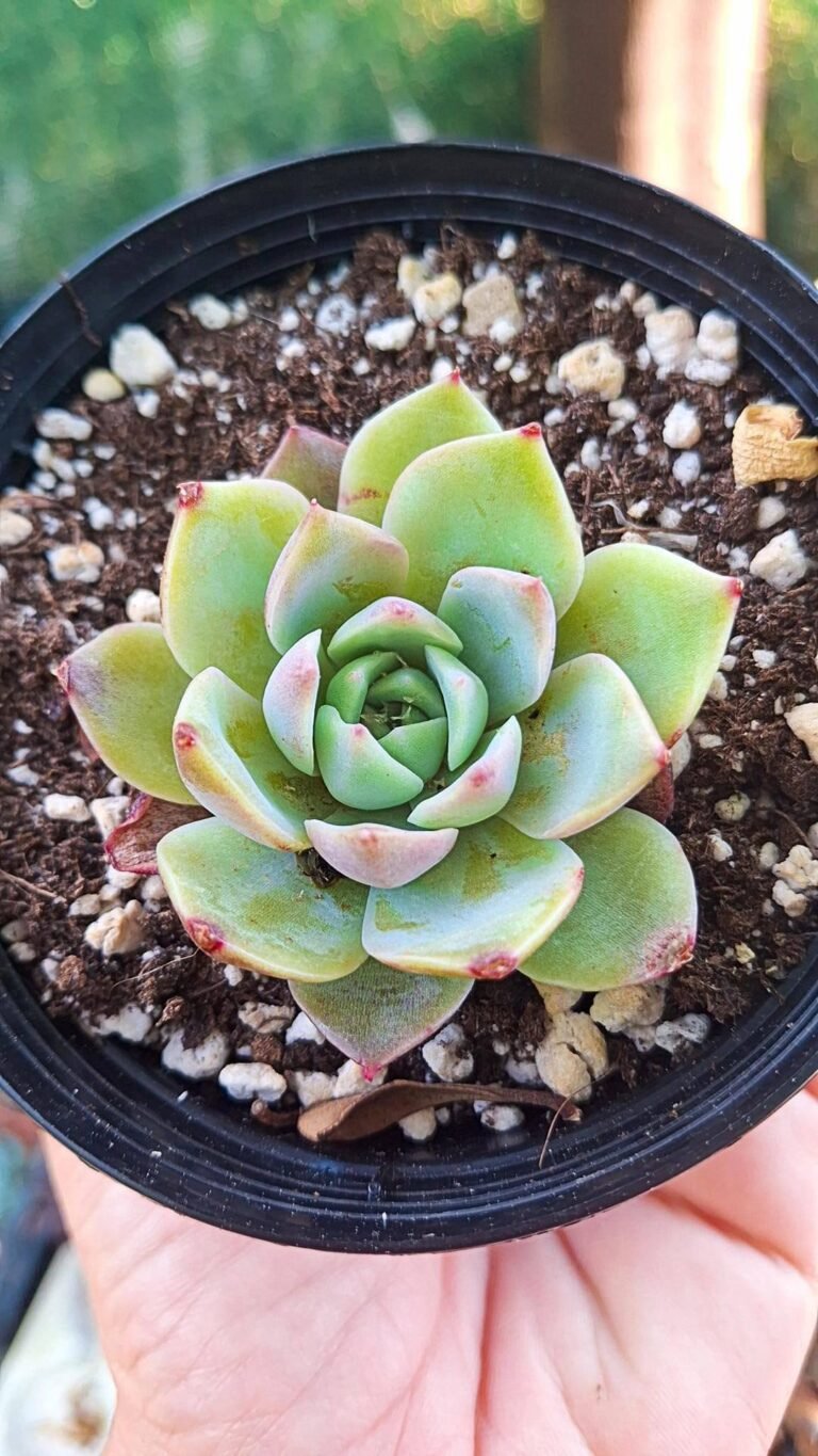 Echeveria Dior korean