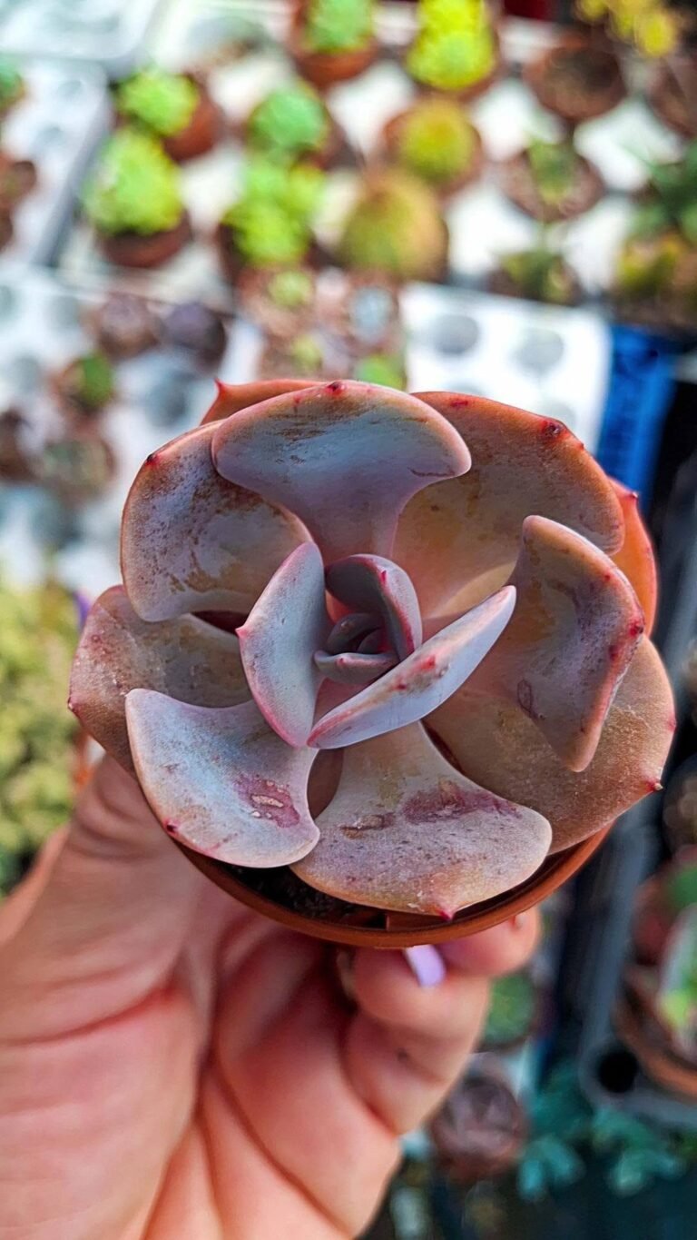 Echeveria Dusty Rose