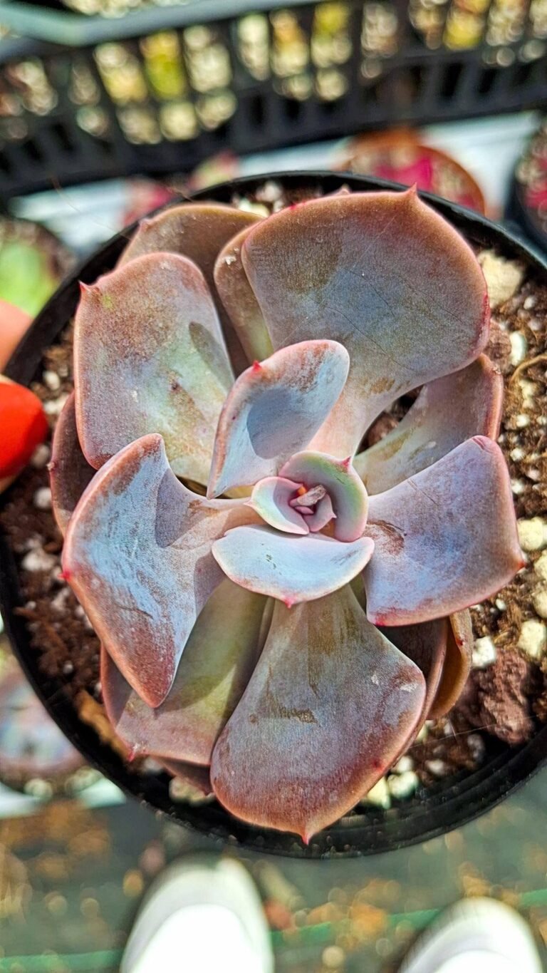 Echeveria Dusty Rose