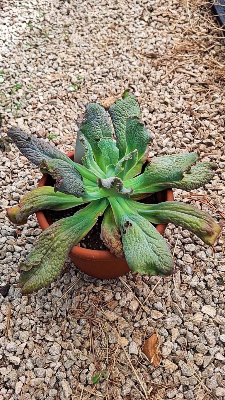 Echeveria Etna
