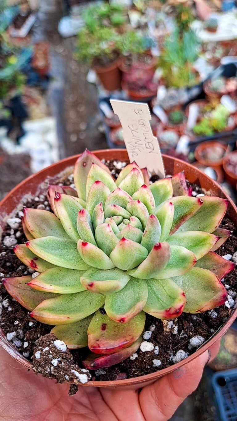 Echeveria Golden bling Variegata korean