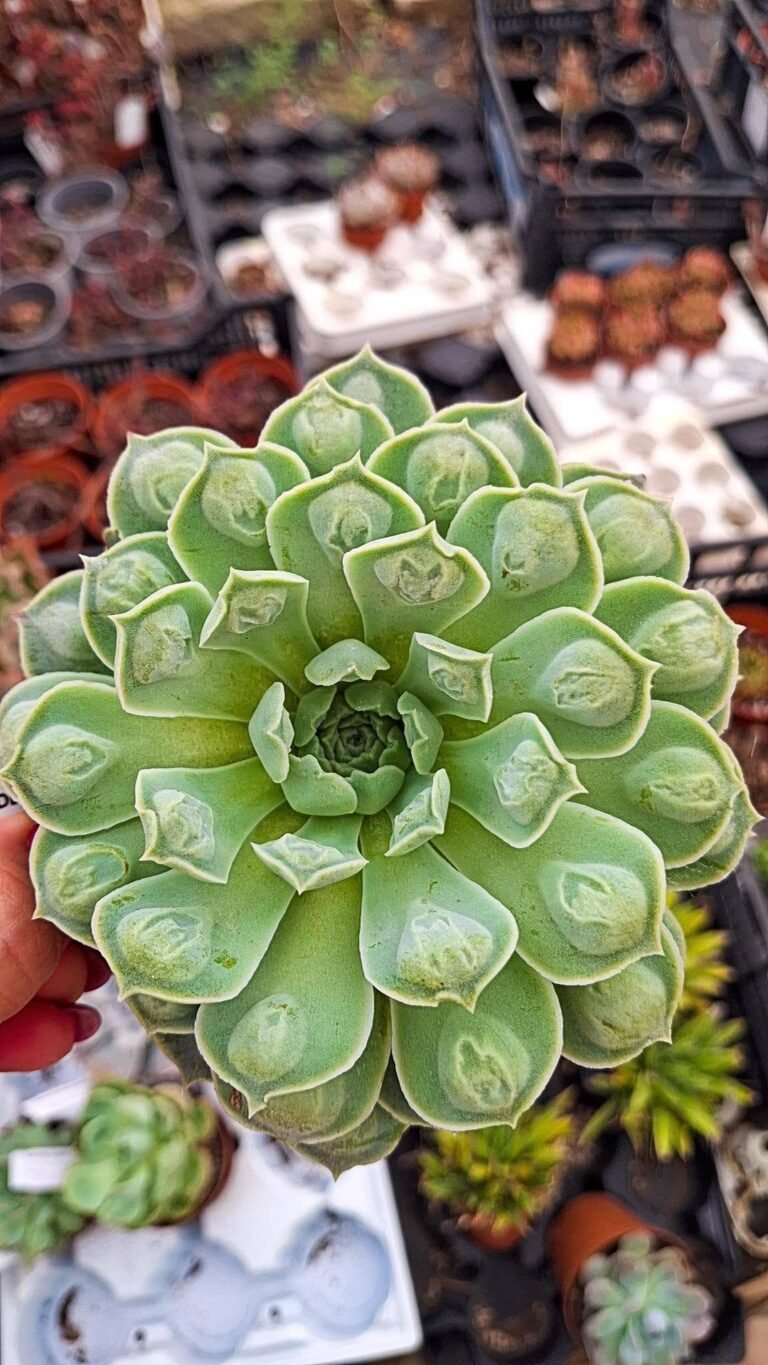Echeveria Heart Choice Korean
