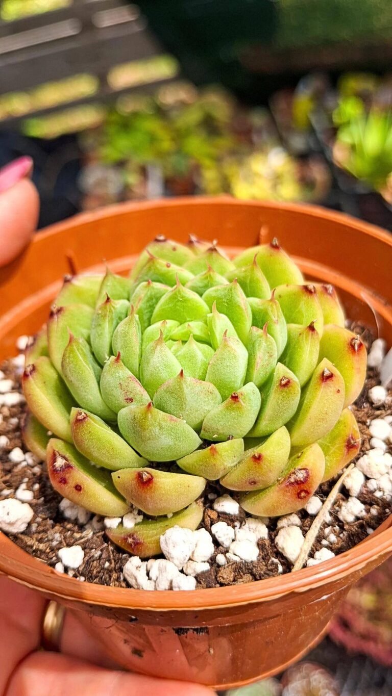 Echeveria Hybrid x malgan