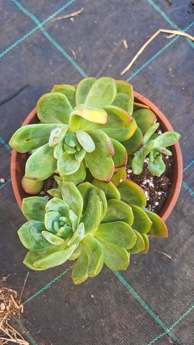 Echeveria Lasa cluster korean